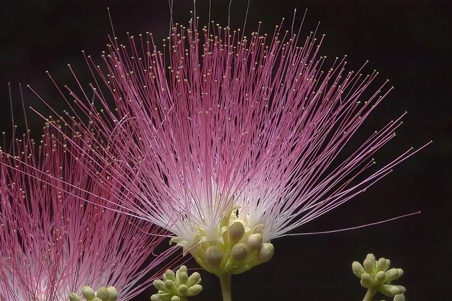 Альбиция ленкоранская бонсай