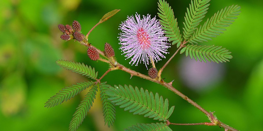 Мимоза стыдливая гербарий