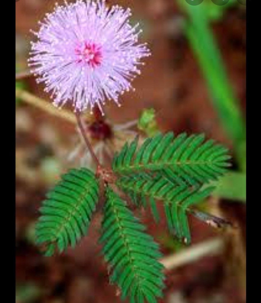 Цветок мимоза стыдливая