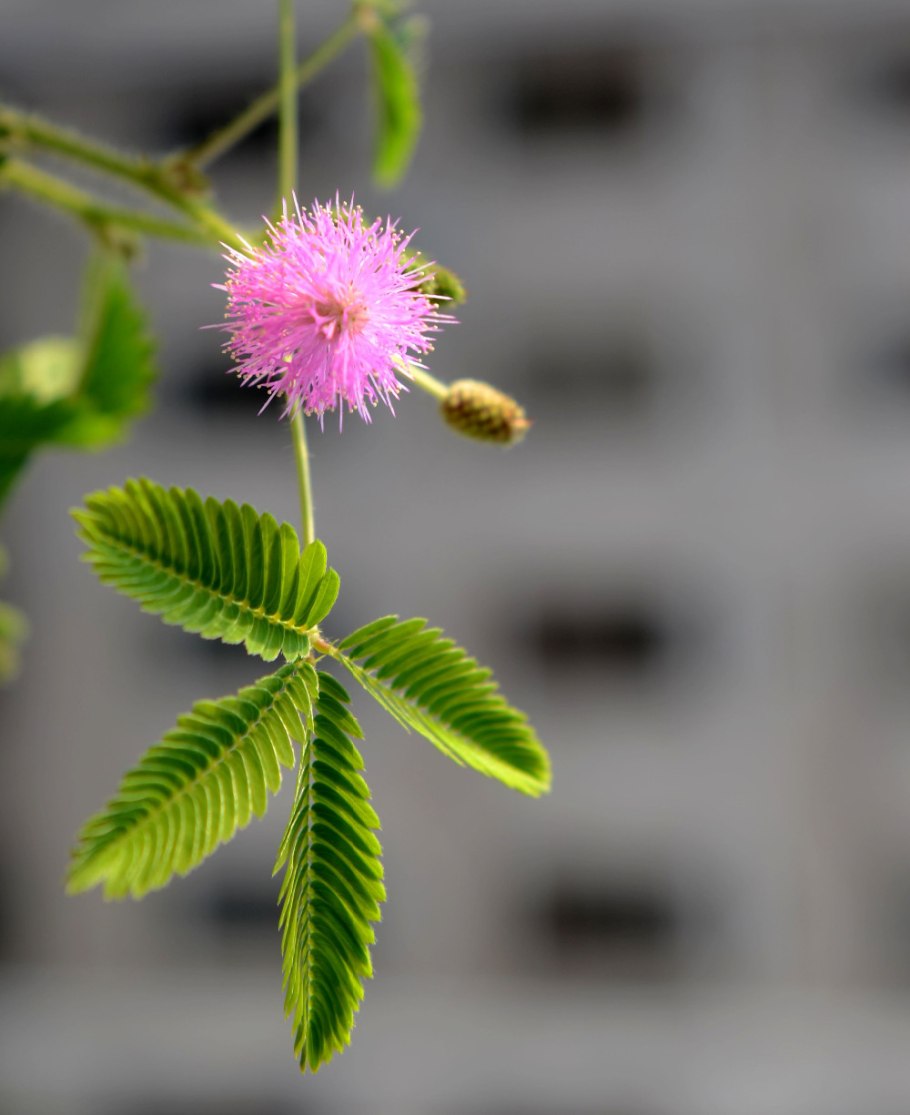Mimosa pudica из семян