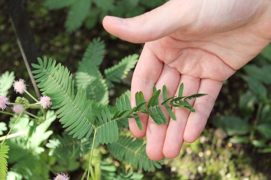 Мимоза стыдливая недотрога