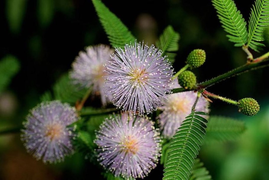 Мимоза стыдливая полукустарник