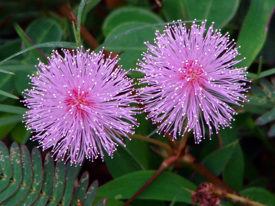 Мимоза стыдливая Mimosa pudica