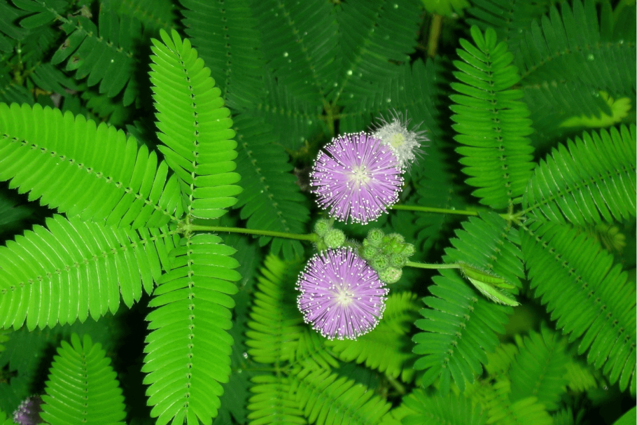 Акация стыдливая