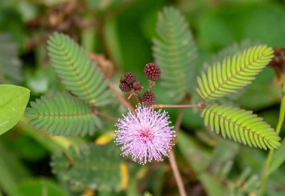 Мимоза стыдливая недотрога
