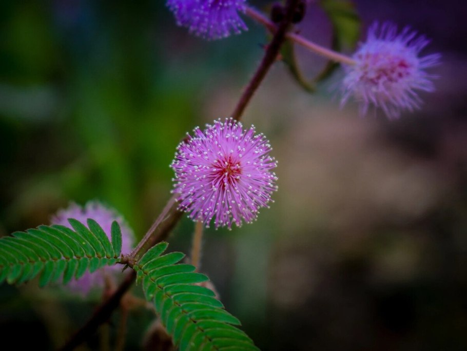 Мимоза стыдливая Кампина