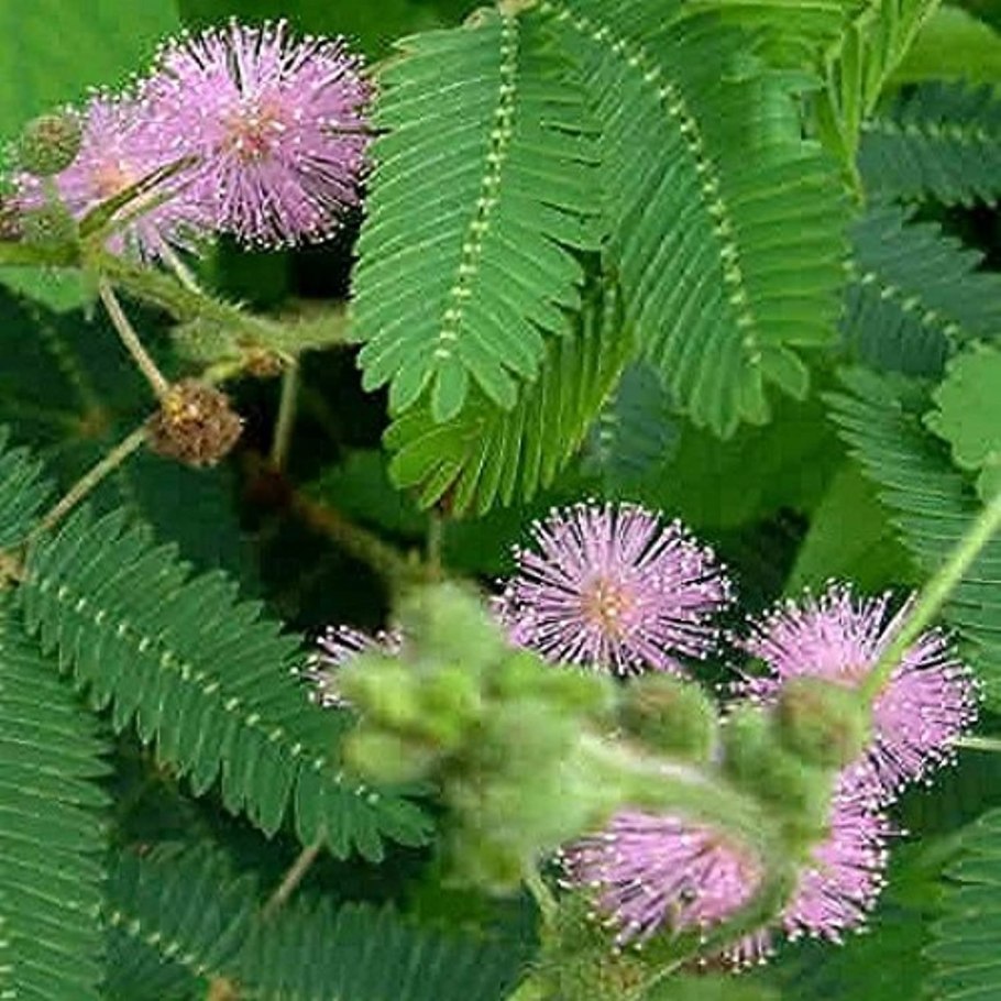 Mimosa pudica (Мимоза)