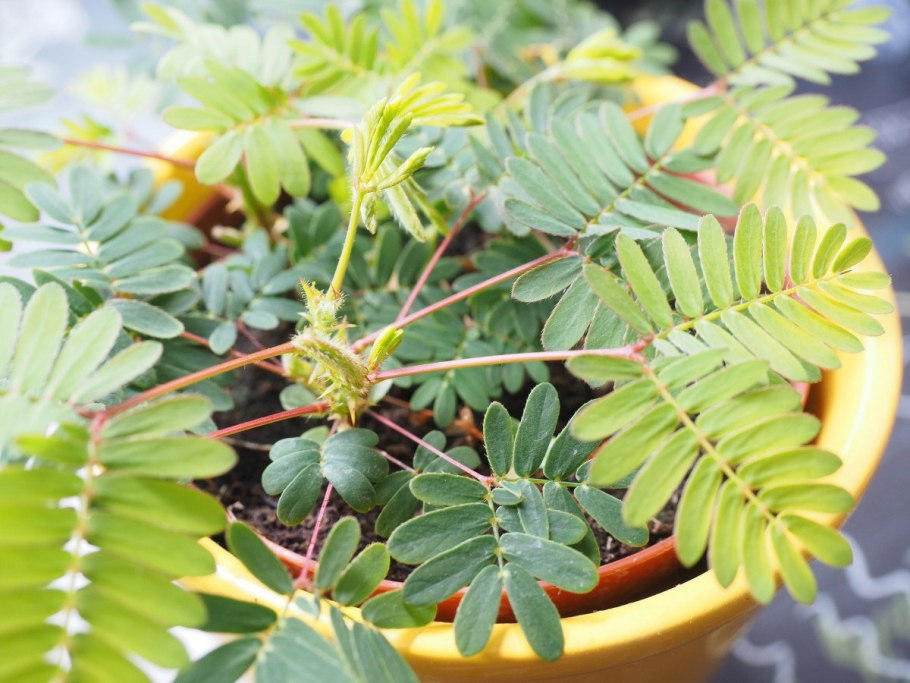 Цветок Mimosa pudica