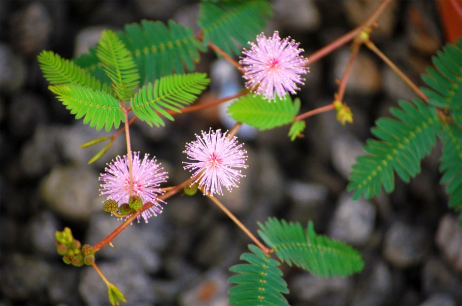 Мимоза стыдливая цветок