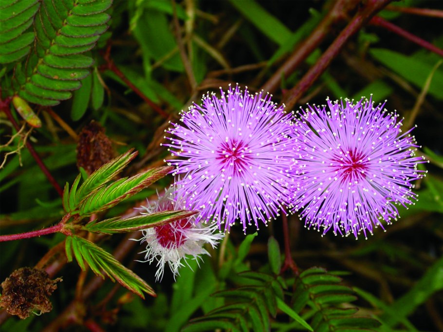 Мимоза стыдливая Mimosa pudica