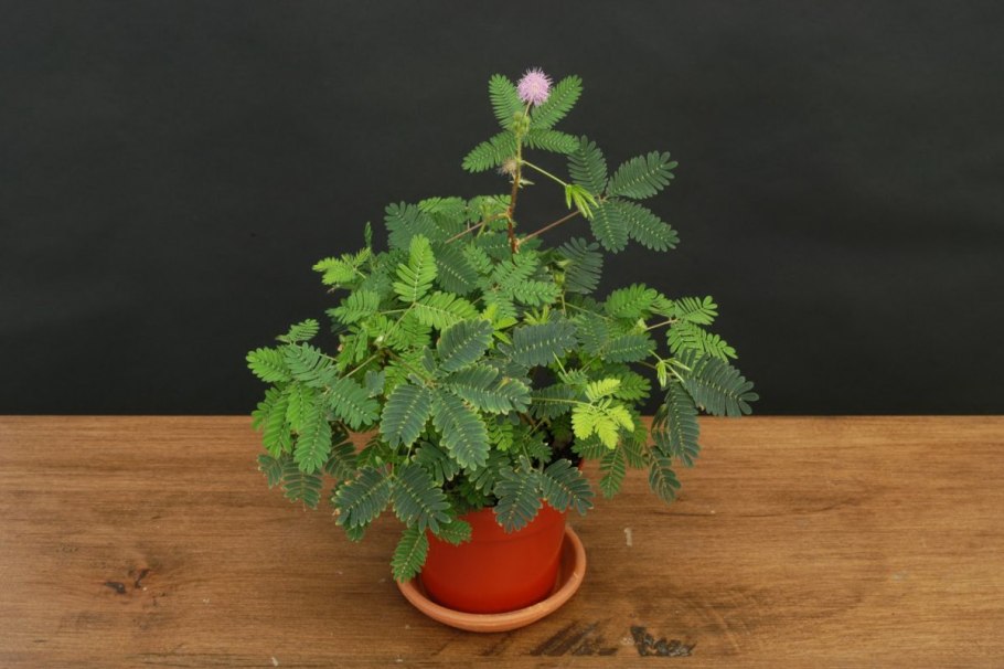 Mimosa pudica (Мимоза)