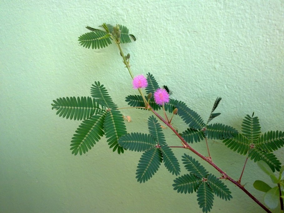 Цветок стыдливая мимоза