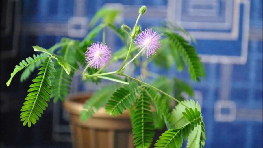 Стыдливая мимоза растение