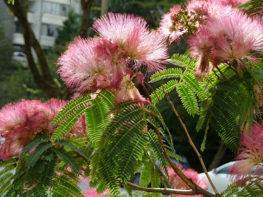 Мимоза стыдливая Mimosa pudica