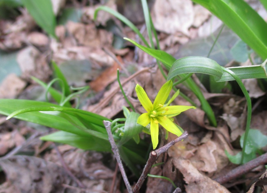 Гусиный лук желтый