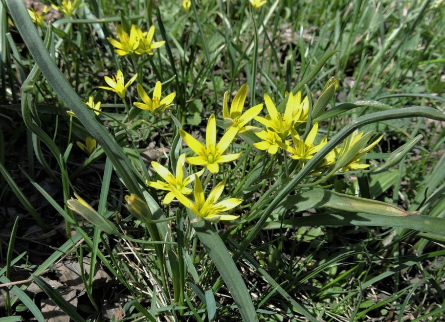 Гусиный лук гиенский