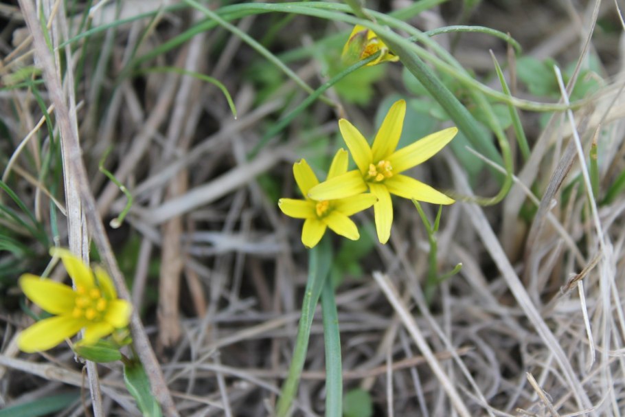 Первоцвет гусиный лук желтый