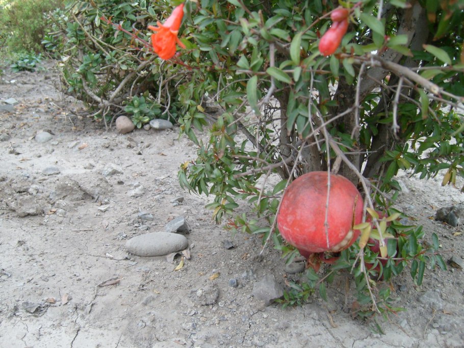 Гранат Королевский фрукт