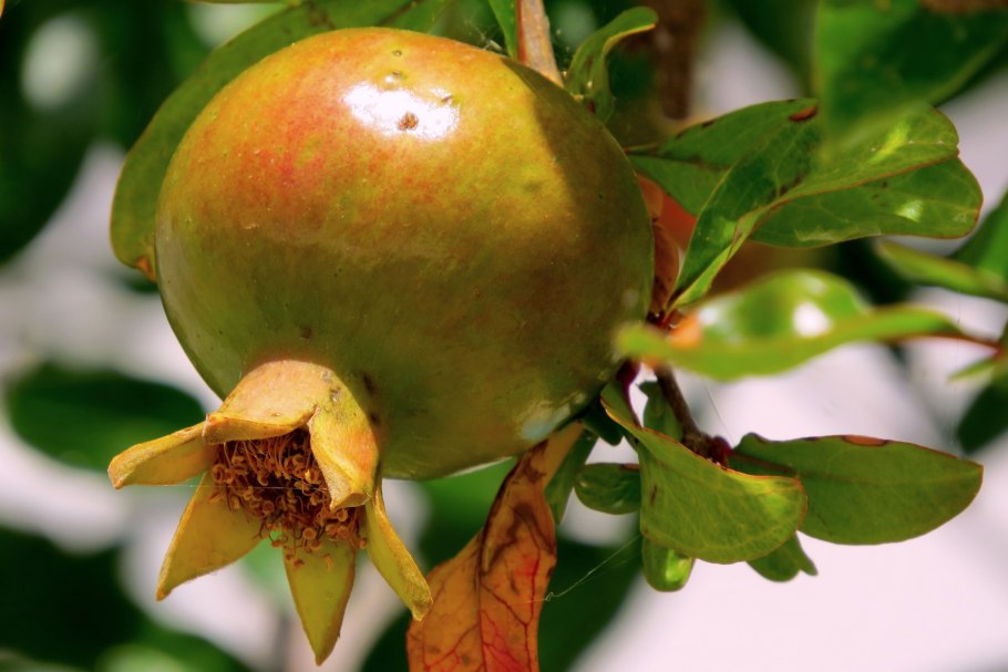 Гранатовые деревья в Греции