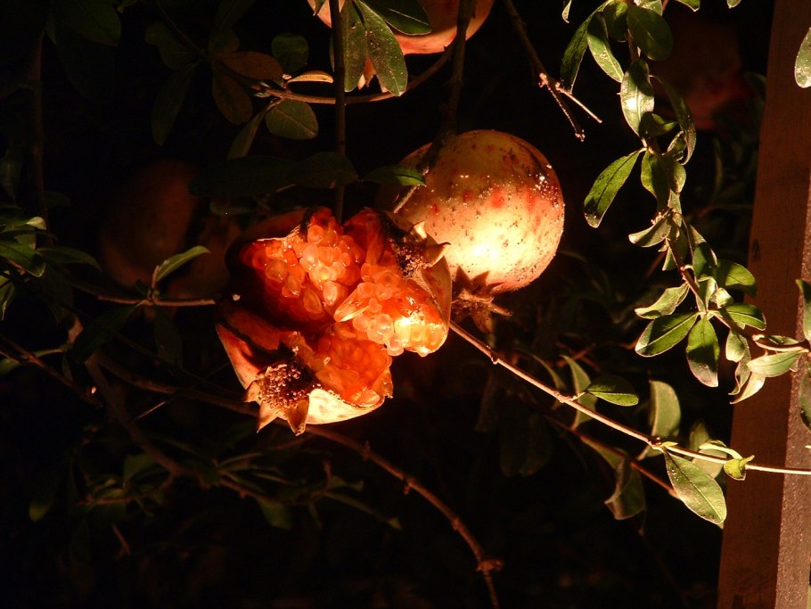 Гранат Помегранате