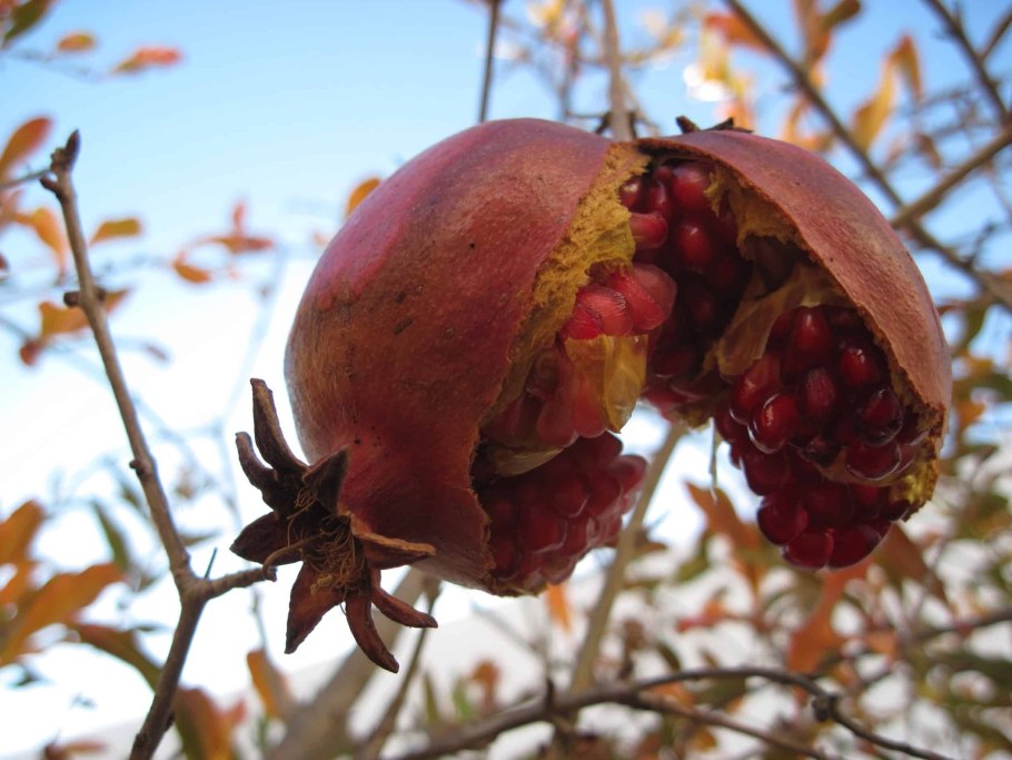 Гранат обыкновенный дерево