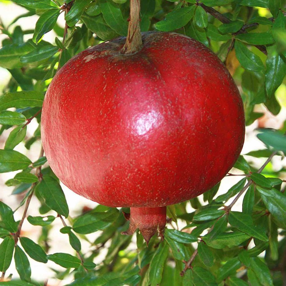 Гранат обыкновенный цветение