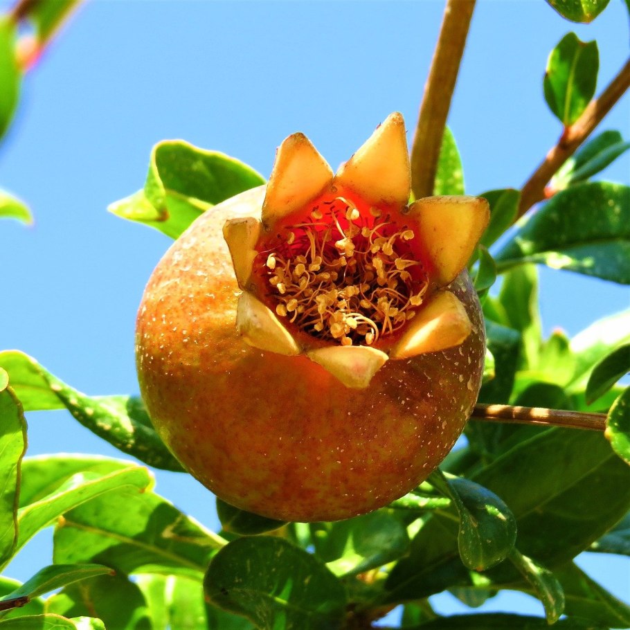 Гранат (гранатник) обыкновенный