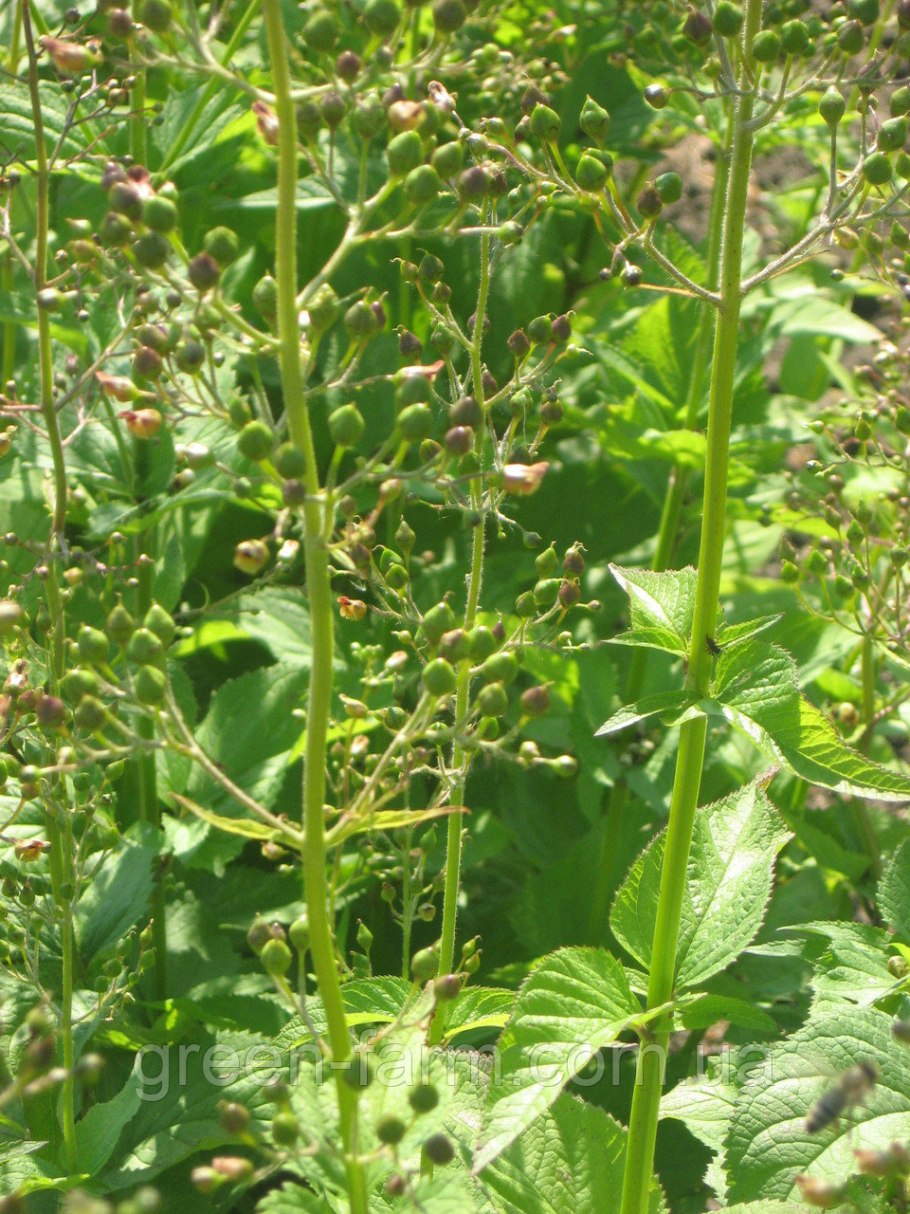 Норичник шишковатый медонос