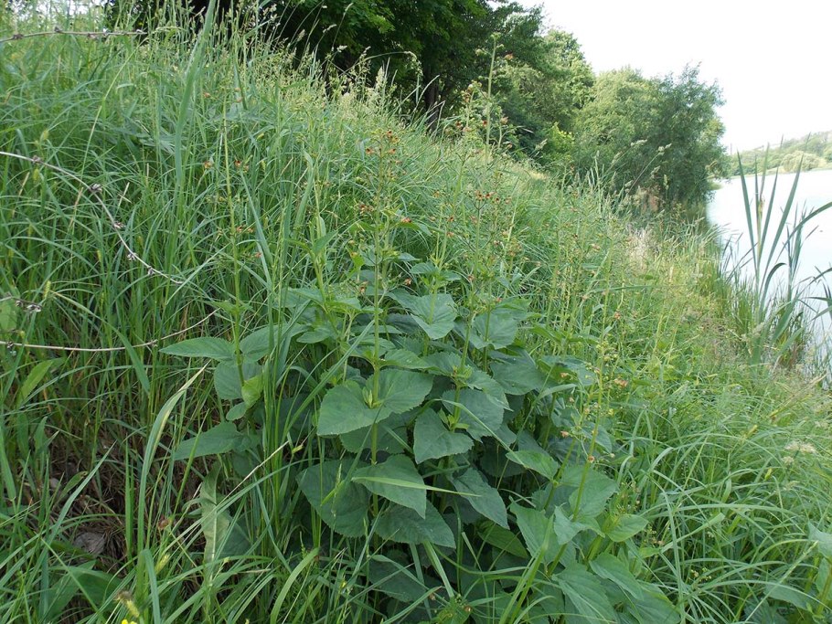 Норичник Скополи