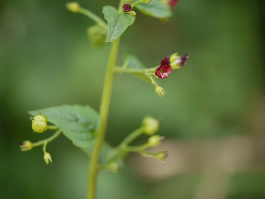 Scrophularia heucheriiflora