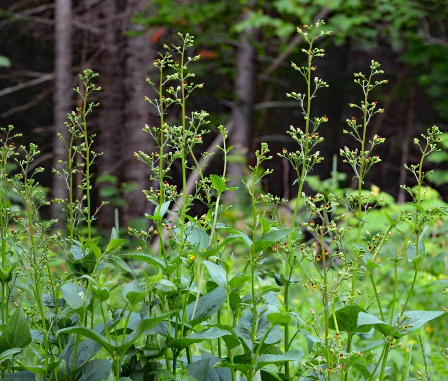 Норичник Тенистый – Scrophularia umbrosa