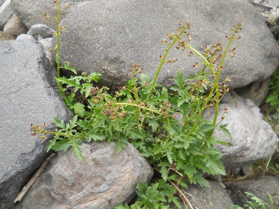 Норичник меловой