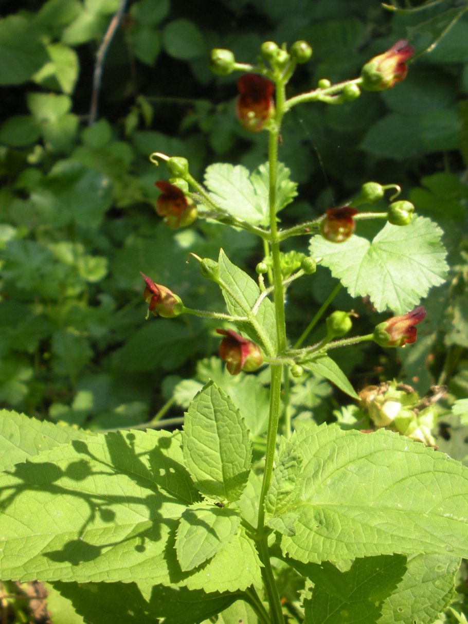 Норичник Тенистый