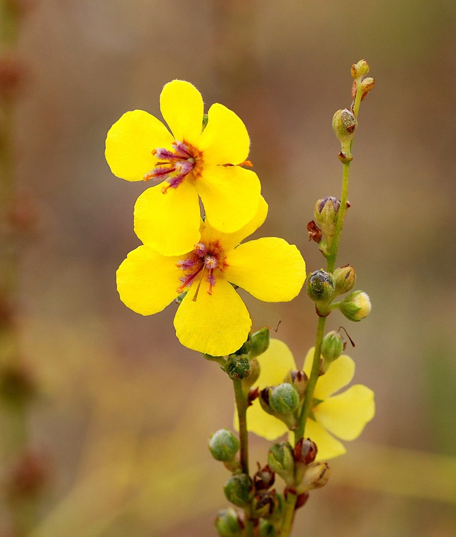 Verbascum sinuatum l.