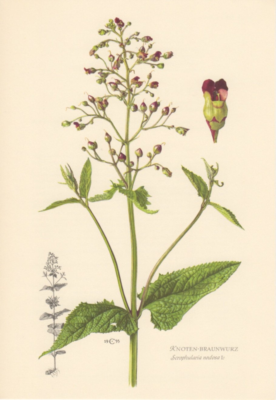 Норичник шишковатый плод