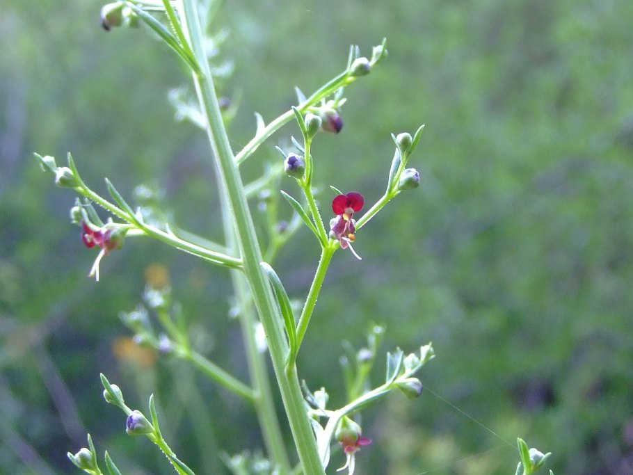 Норичник весенний