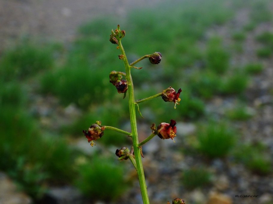 Норичник Тенистый – Scrophularia umbrosa