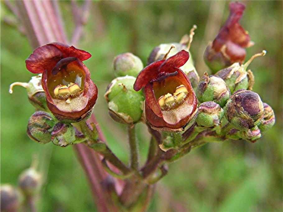 Scrophularia juratensis