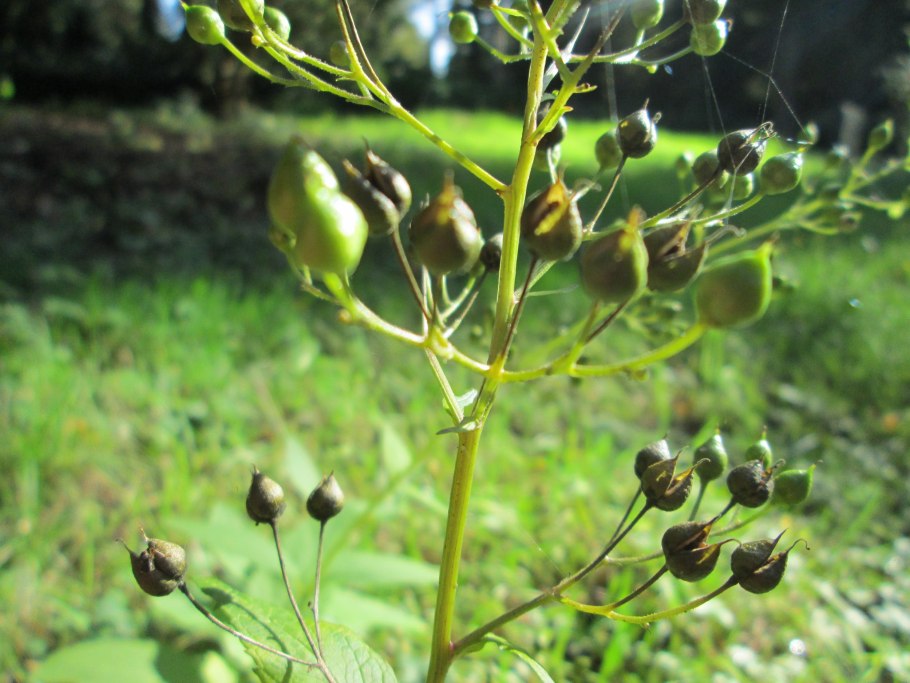 Scrophularia nodosa