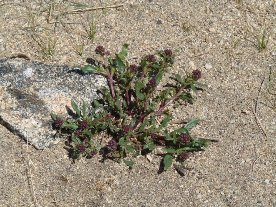 Норичник гранитный