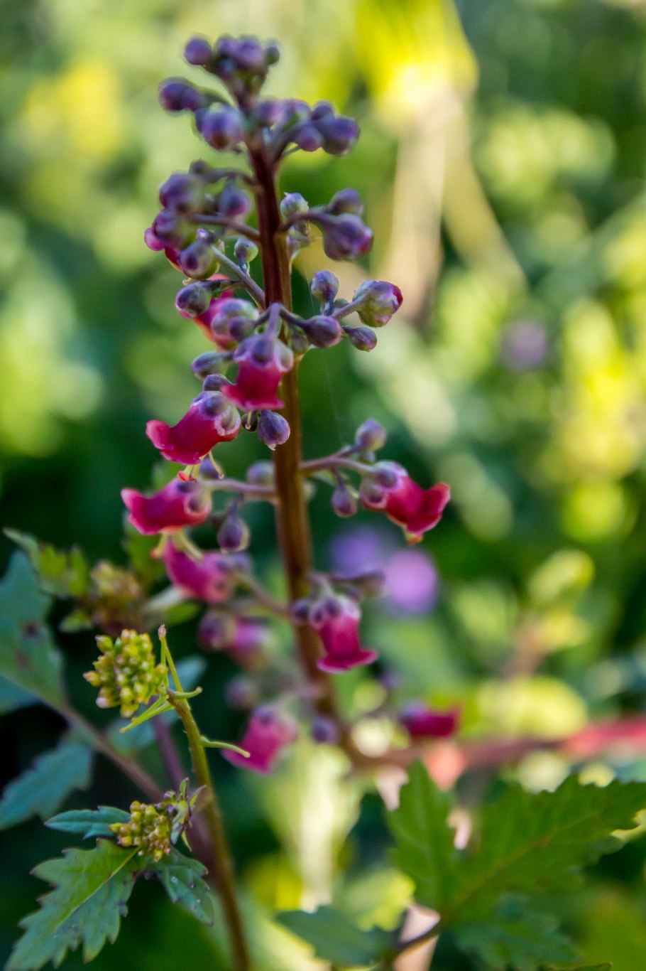 Scrophularia nodosa гомеопатия тиф
