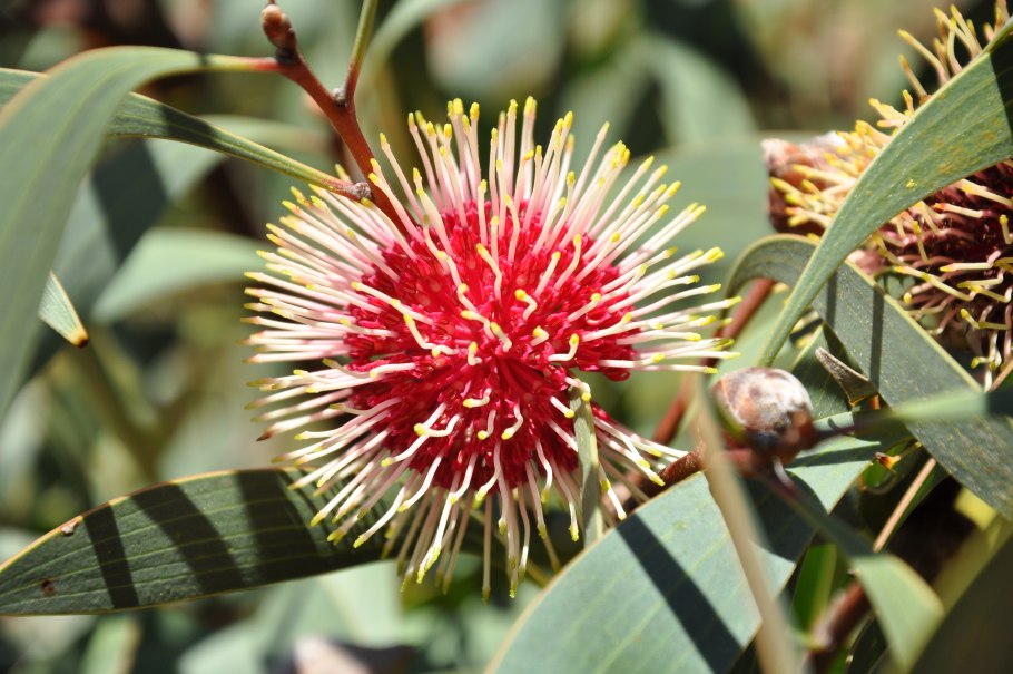 Медонос Австралии