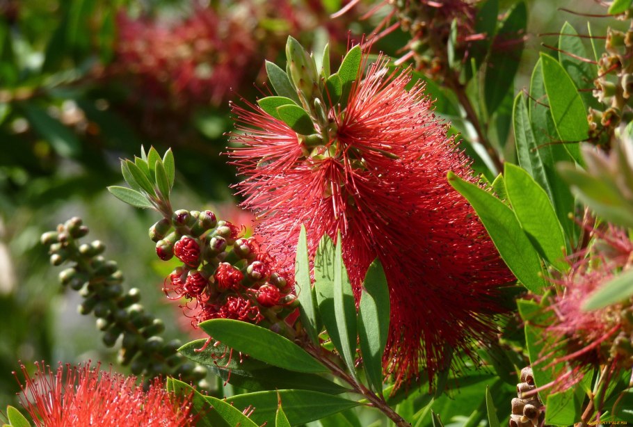 Salvadoraceae Azima tetracantha