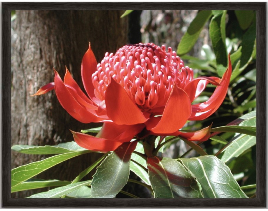 Телопея монгенсис