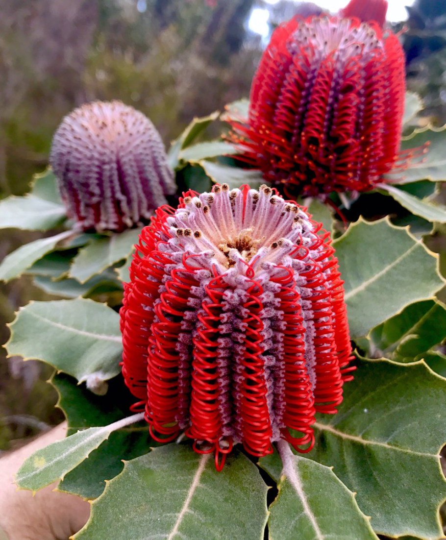 Банксия coccinea