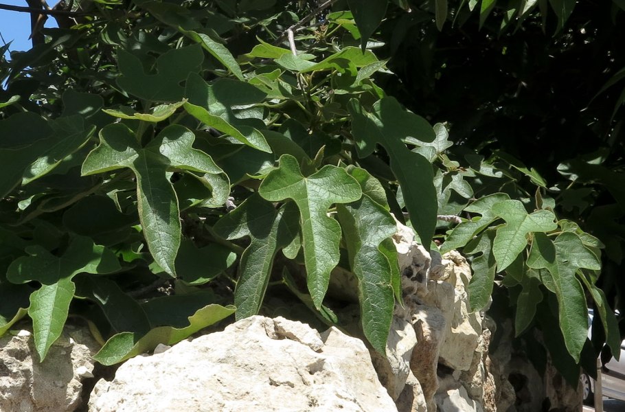 Брахихитон Бидвилла