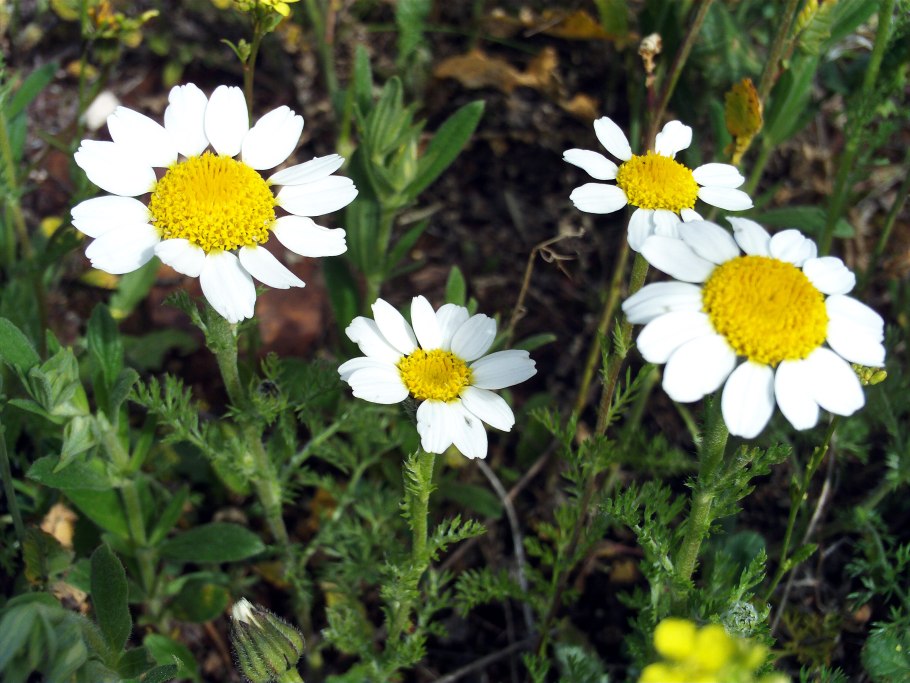 Анациклус булавовидный