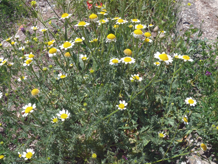 Anacyclus alboranensis