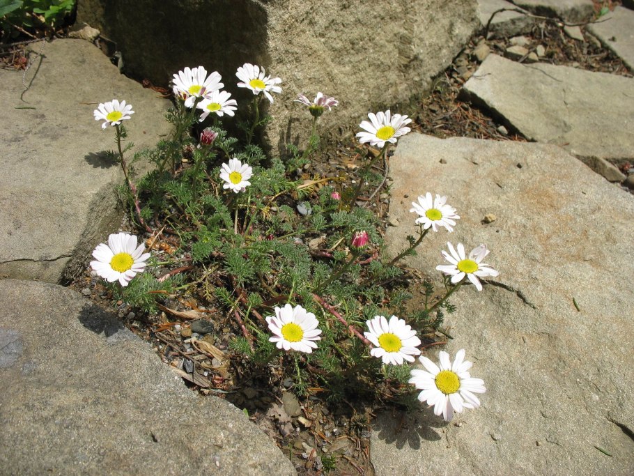 Почвопокровные Анациклус