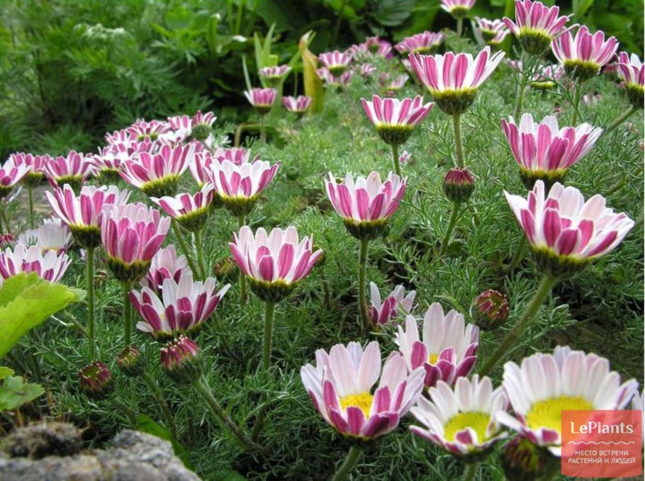 Анациклюс испанская Ромашка